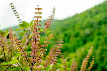 Grass flowers in the green forest