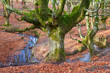Ancient and magic beech forest in Basque country