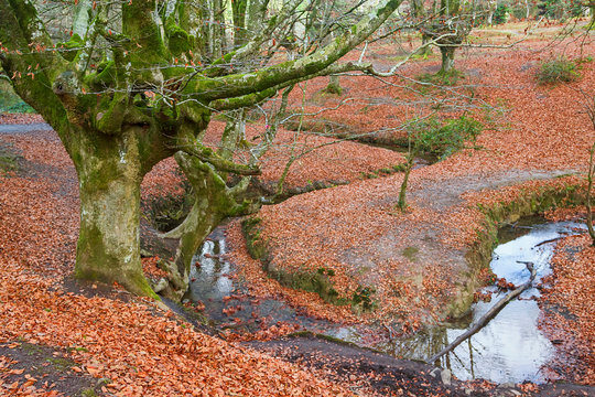 Fototapeta Ancient and magic beech forest in Basque country