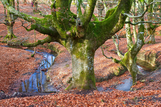 Fototapeta Ancient and magic beech forest in Basque country