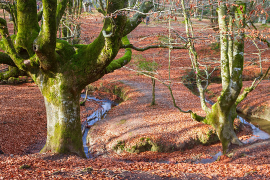 Fototapeta Ancient and magic beech forest in Basque country