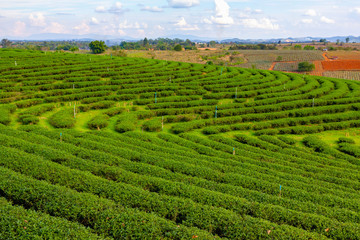 landscape tea field in north Thailand