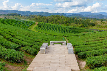 Fototapeta na wymiar landscape seatfront of tea field in north Thailand