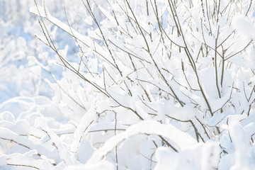 Winter branches covered with snow. Frozen tree branch in winter forest. Winter forest landscape.