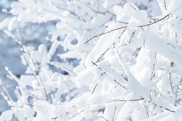 Winter branches covered with snow. Frozen tree branch in winter forest. Winter forest landscape.