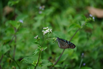 butterfly feeding on flowers