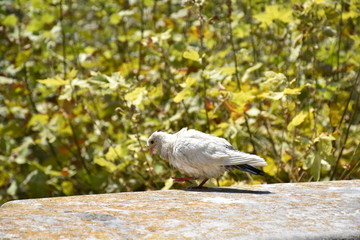 Pigeon on the wall