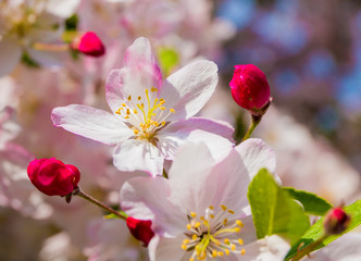 Nahaufnahme von Obstbaumblüten