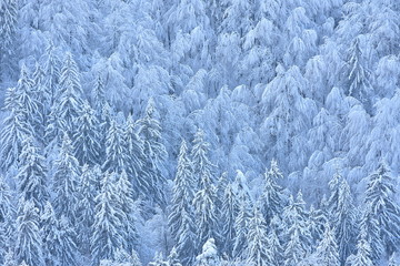 Winter scene with snowy spruces and beech. Half of the photo is spruce and the other half are beech.