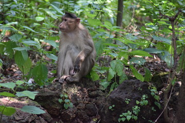Monkey 
