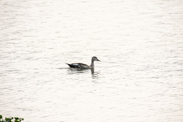 bird, water, duck, nature, lake, wildlife, animal, sea, swimming, blue, wild, pond, swim, reflection, river, ocean, swan, feather, waterfowl, grebe, pelican, beak