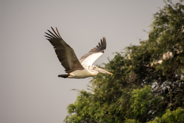 bird, flying, sky, flight, eagle, fly, nature, wings, osprey, wildlife, blue, animal, seagull, vulture, birds, raptor, soaring, wing, crow, beak, bird of prey, white, wild, feathers, kite