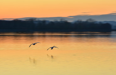 Two Swans Flying Over the river Drava at Sunset. Blurred background.