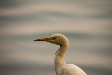 bird, egret, water, nature, animal, heron, white, wildlife, seagull, beak, wild, sea, lake, blue, beach, swan, duck, coast, pond, snowy, great, birds, egretta, ocean, feathers