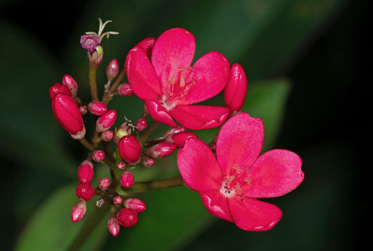 Closeup Pink Flowers with Buds on Black Blackground