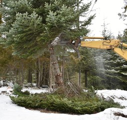 Pushing on tree with backhoe bucket