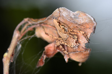close up macro spider on leaf