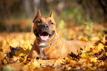 Adorable red dog walks in park at autumn