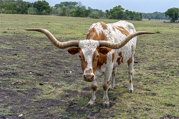 Texas Longhorn steer up close