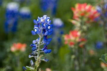 Texas Bluebonnet and Indian Paintbrush wildflowers