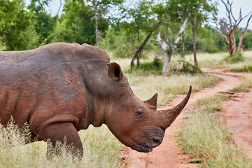Fototapeta premium Rhino close-up