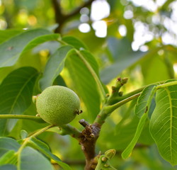 Close up of green fruits on tree branches.