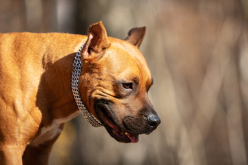 Obraz premium Adorable red dog walks in park at autumn