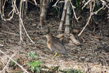 bird, nature, wildlife, animal, wild, sparrow, beak, blackbird, brown, small, birds, feather, young, feathers, robin, grass, thrush, tree, spring, baby, forest, nest, fauna, black