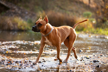 Adorable red dog walks in park at autumn