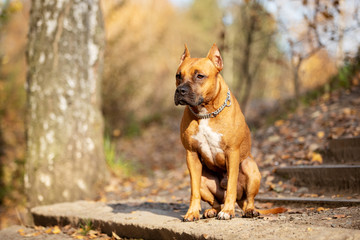 Adorable red dog walks in park at autumn