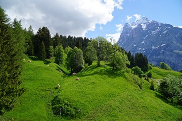Grindelwald landscape in Alps near the Interlaken, Switzerland.