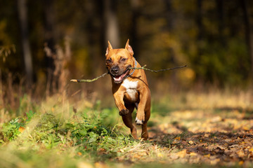 Adorable red dog walks in park at autumn