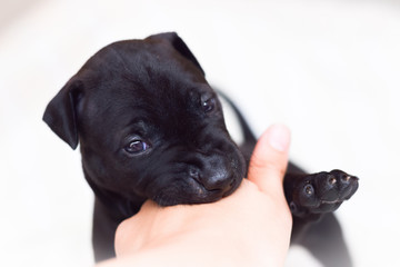 amiercan pit bull terrier puppy