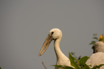 bird, white, nature, pelican, animal, wildlife, water, egret, stork, beak, wild, feather, birds, heron, lake, sea, blue, fauna, feathers, pond