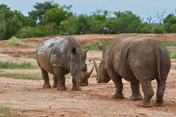 Two rhinos
