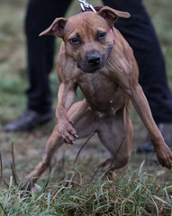 amiercan pit bull terrier 