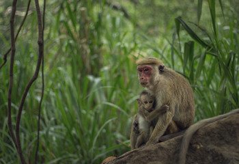 Monkeys 2