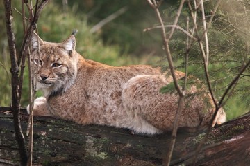 Europäischer Luchs im Nationalpark Bayrischer Wald