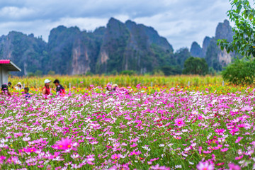 Fototapeta premium Pink flowers cosmos bloom beautifully in the garden.