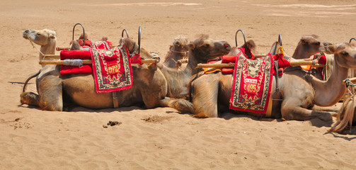 Cammelli nel deserto di Dunhuang, Cina