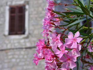 Detail of Pink Oleander with house in the background