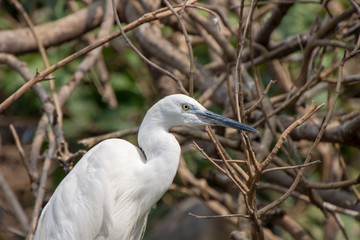 bird, egret, heron, nature, white, animal, wildlife, water, wild, beak, feathers, lake, birds, great, pond, feather, egretta, snowy, marsh