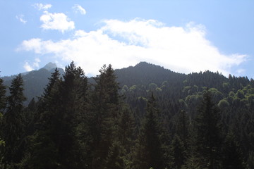 forest