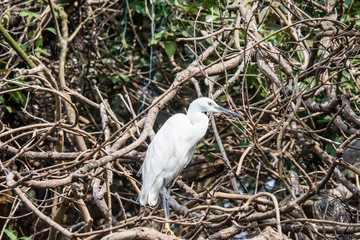 bird, egret, white, heron, nature, animal, wildlife, water, beak, wild, feather, birds, stork, feathers, little egret, cattle, little, great, beautiful, egretta garzetta, bill, nest