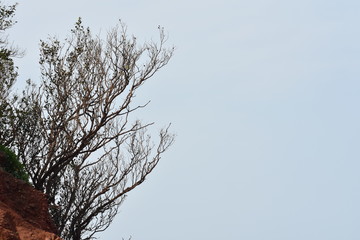 tree in winter