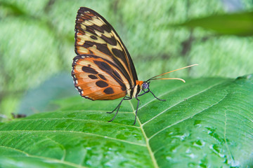 Fototapeta na wymiar orange butterfly on green leaf