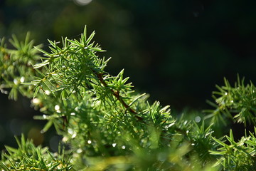 Morning dew on the evergreen leaves of Juniper with natural background