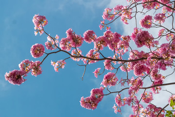 Pink flower and tree branch blue sky  nature background.