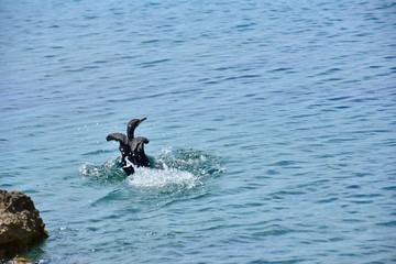 Photo of a cormorant when he lands in water. The great cormorant Phalacrocorax carbo, known as the great black cormorant.