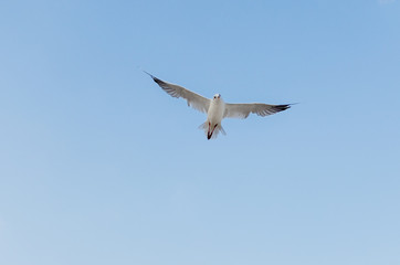 Seagull flying in the blue sky over the sea.